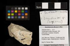 Foto (Objekt + Etiketten) von Tanidromites sculpta (Quenstedt, 1857) (NHMW-GEO-1990-0041-0004a)